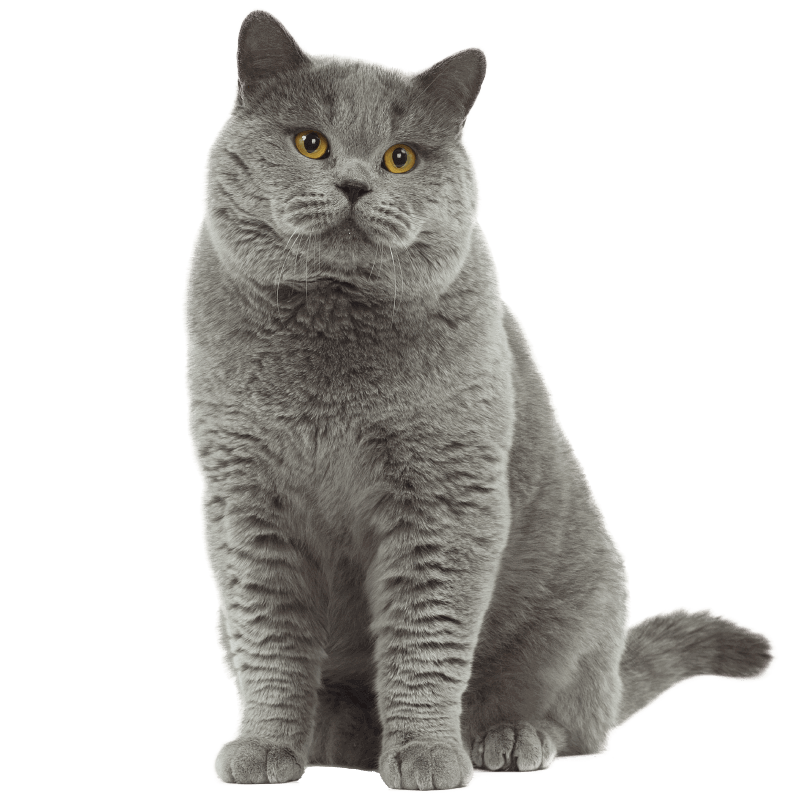 Britische Kurzhaar-Katze PNG-Fotos