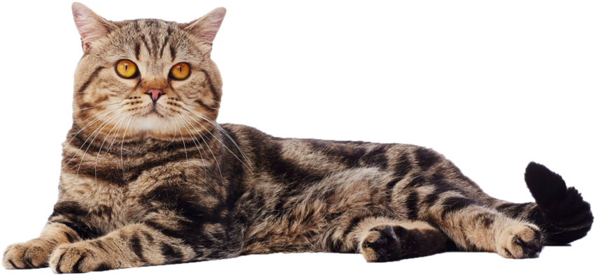 British Shorthair Cat Transparent Background