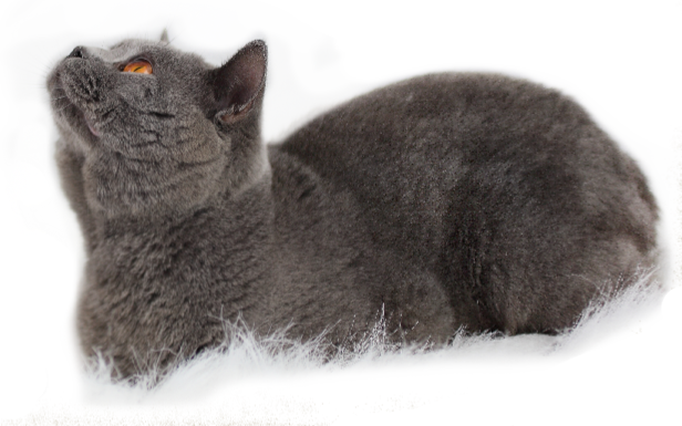 British Shorthair Cat Transparent File