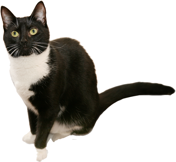 Britisches Kurzhaar-Katzen-transparentes Bild