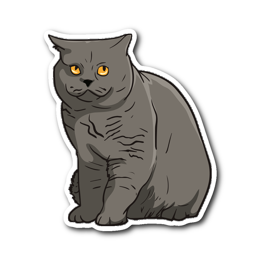 Britische Kurzhaar-Katze transparent PNG
