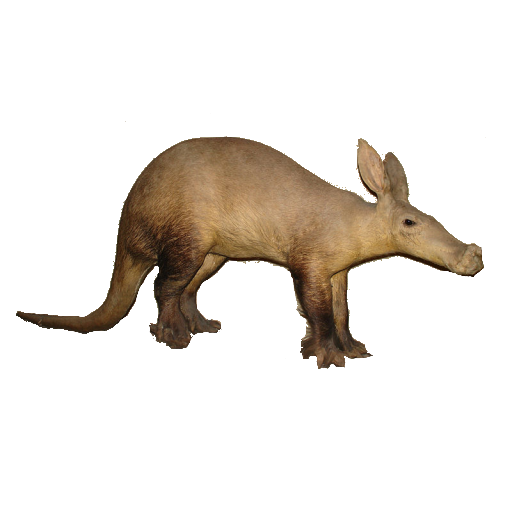 Bruin aardvarken transparant PNG
