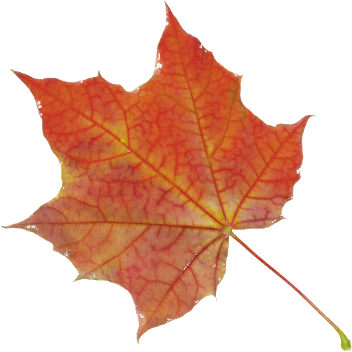 Brown Autumn Leaf Transparent PNG
