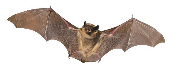 Brown Bat PNG