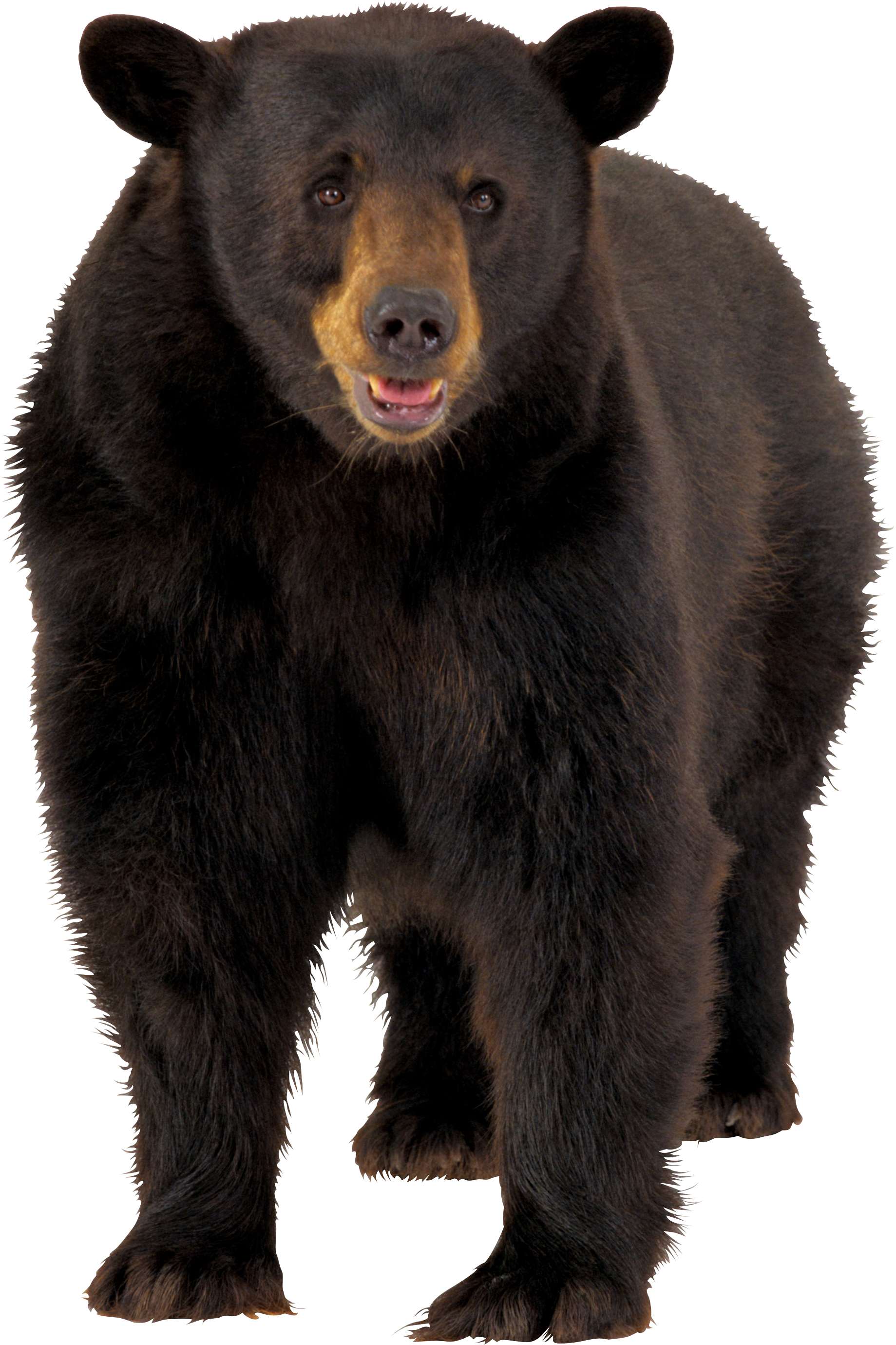 Brown Bear PNG