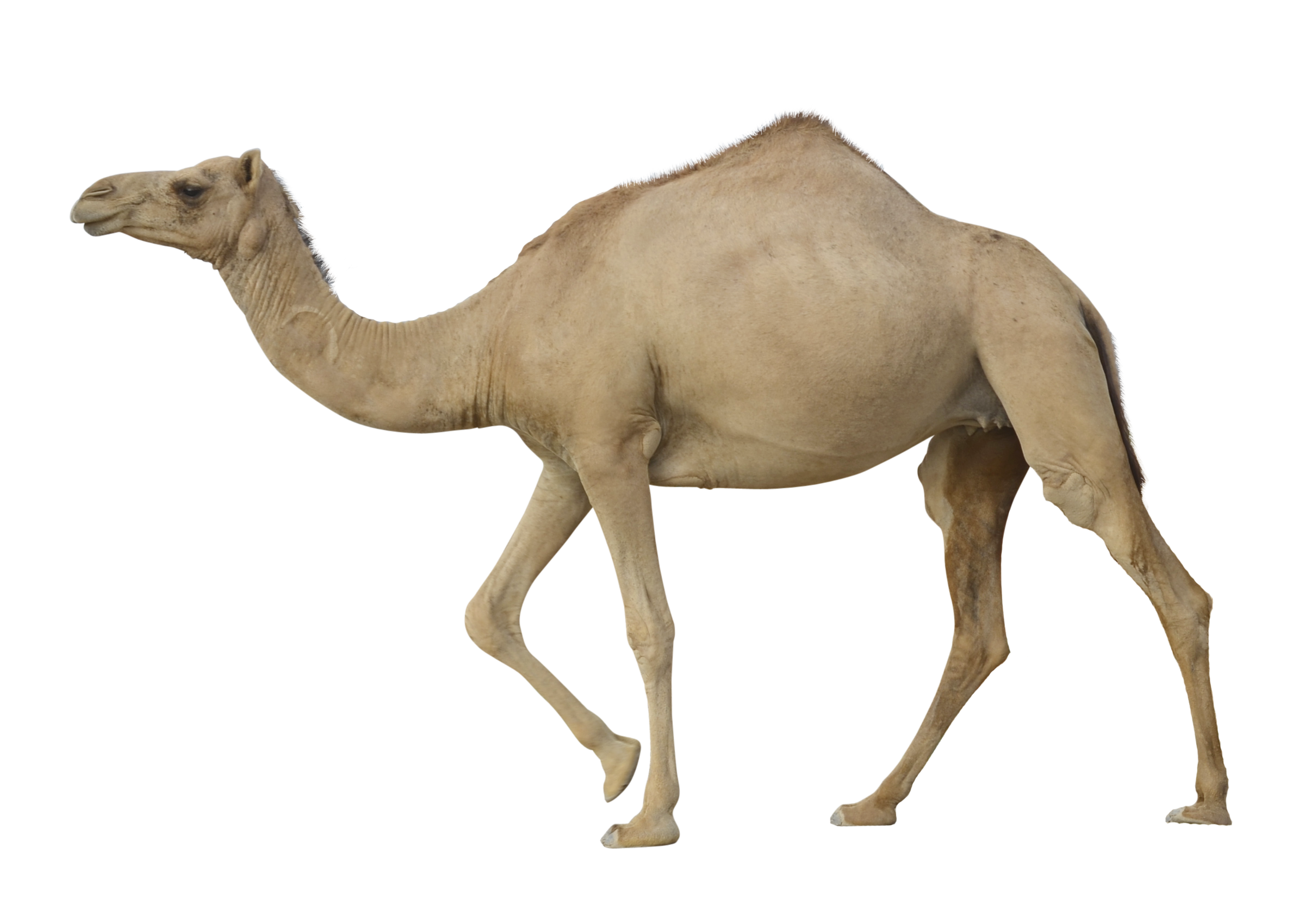 Camello marrón PNG