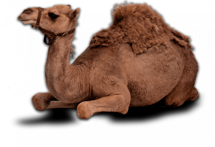 Brown Camello sentado PNG