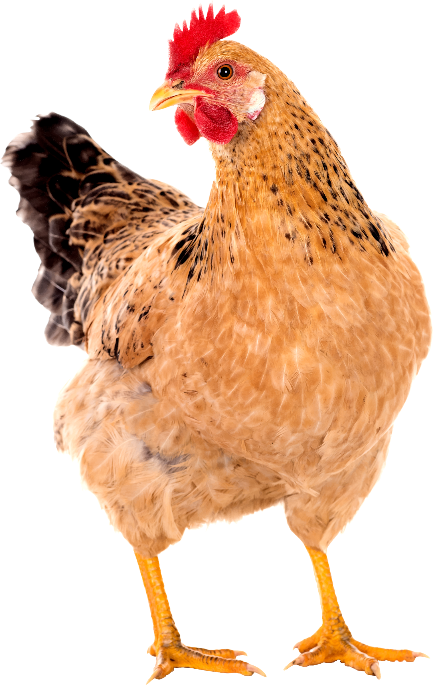 Brown Chicken PNG