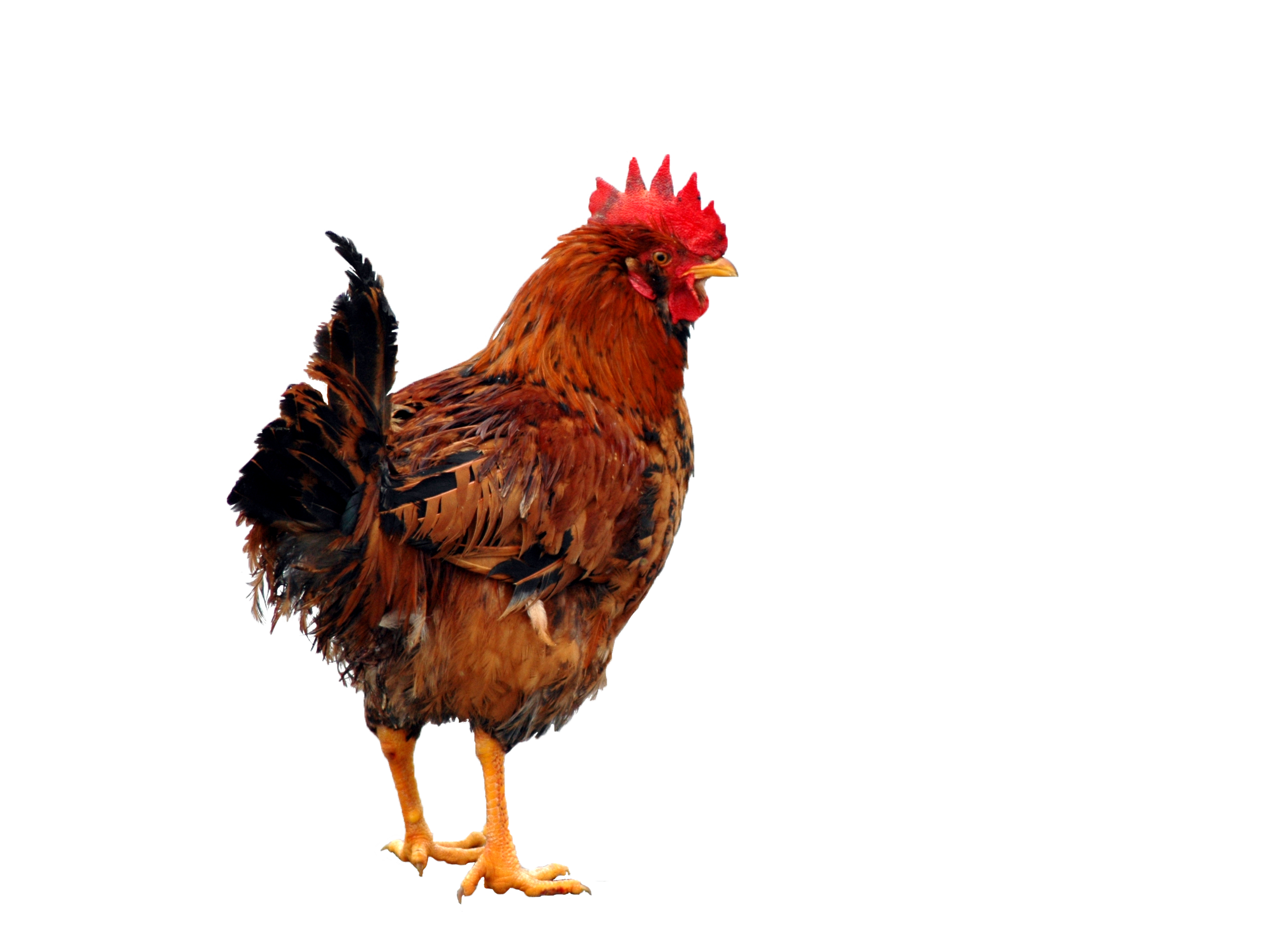 Brown Chicken Standing PNG