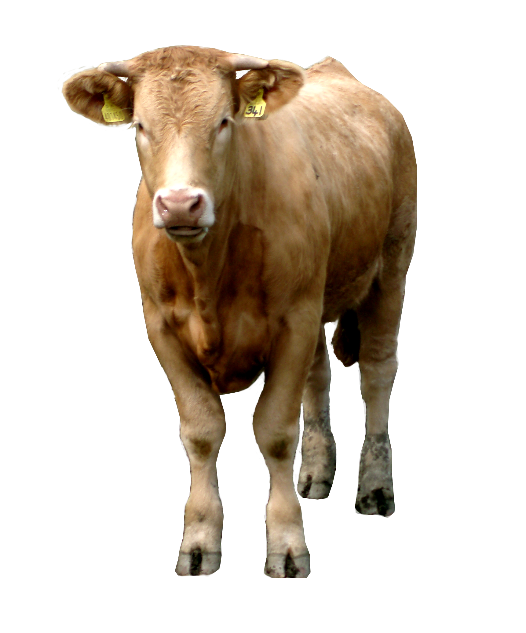 Brown Cow PNG