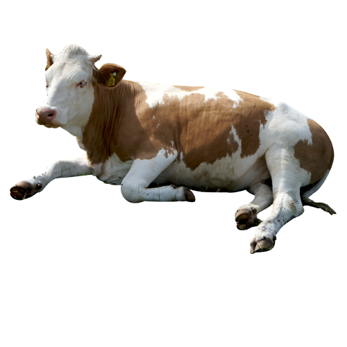 Brown Cow Sitting PNG