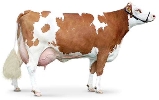 Brown Cow Standing PNG