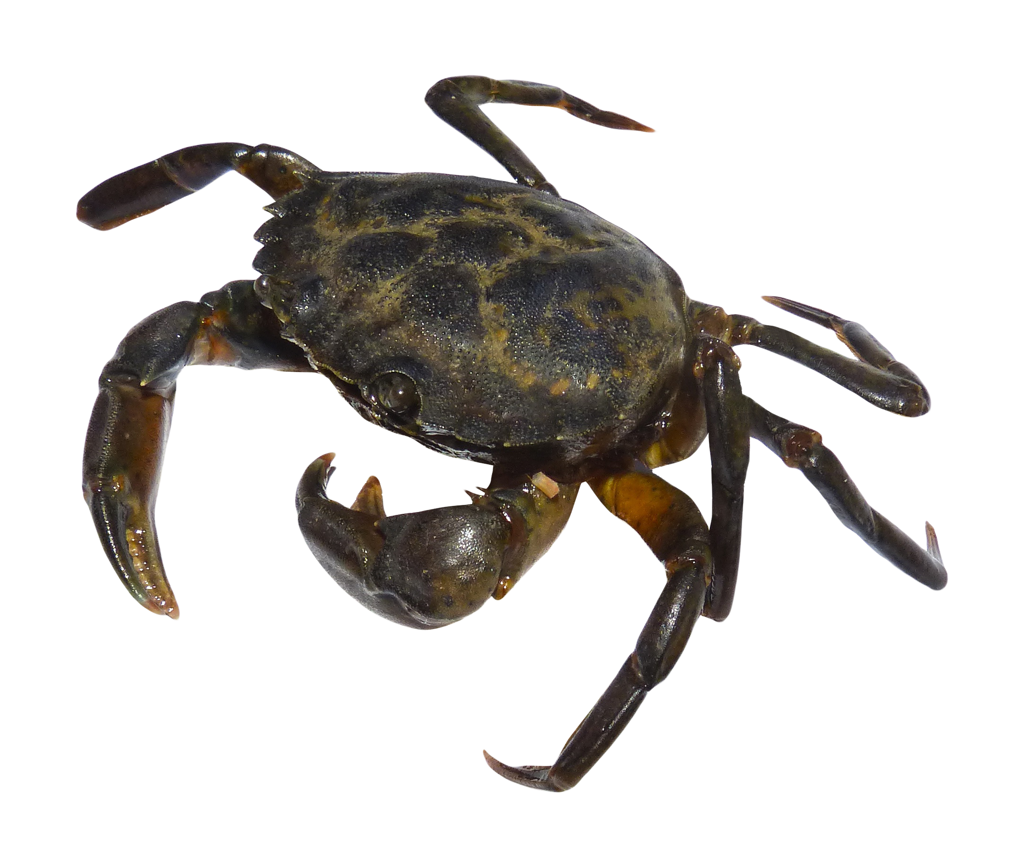 Brown Crab PNG