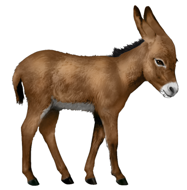 Brown Donkey PNG