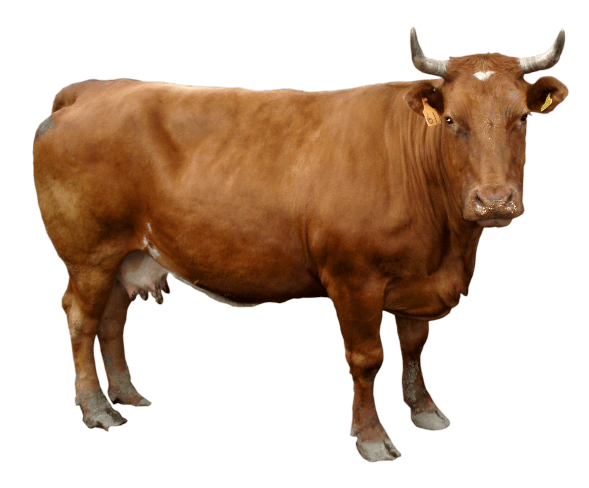 Brown Giant Cow PNG