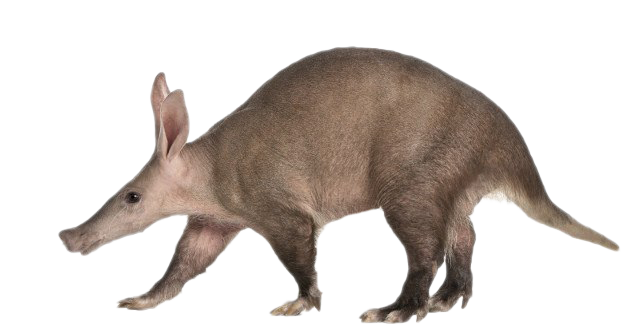 Brun vrai aardvark transparent PNG