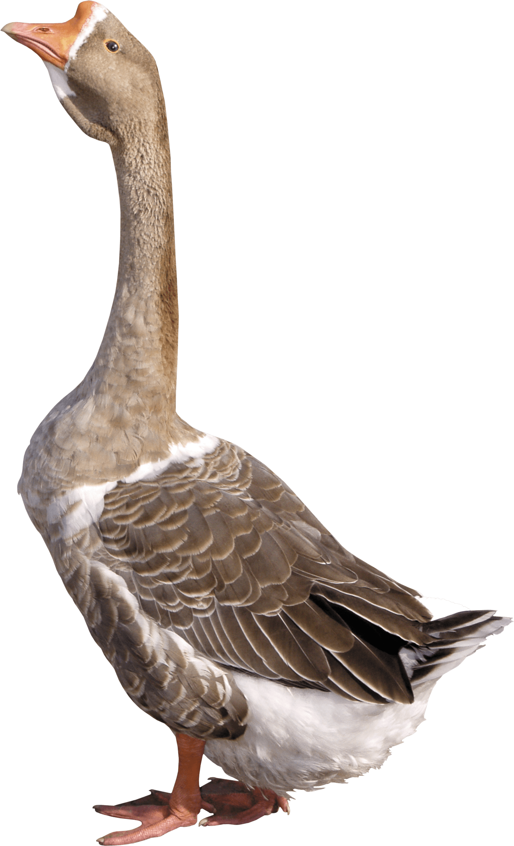 Brown Small Duck PNG