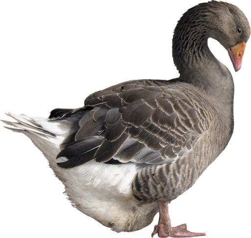 Brown Swimming Duck PNG