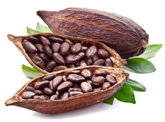 Cacao Beans Shining Transparent PNG