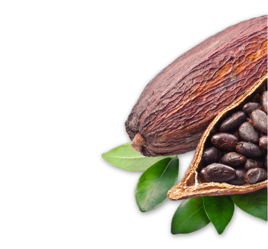 Cacao Native Transparent PNG