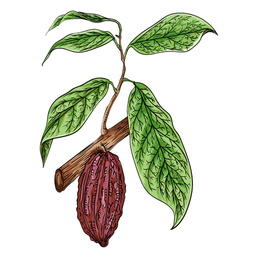 Cacao Tree PNG