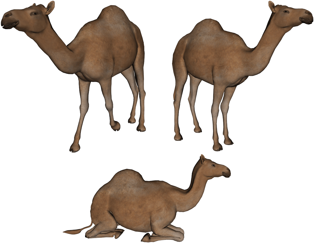 Camel Animal Sitting PNG