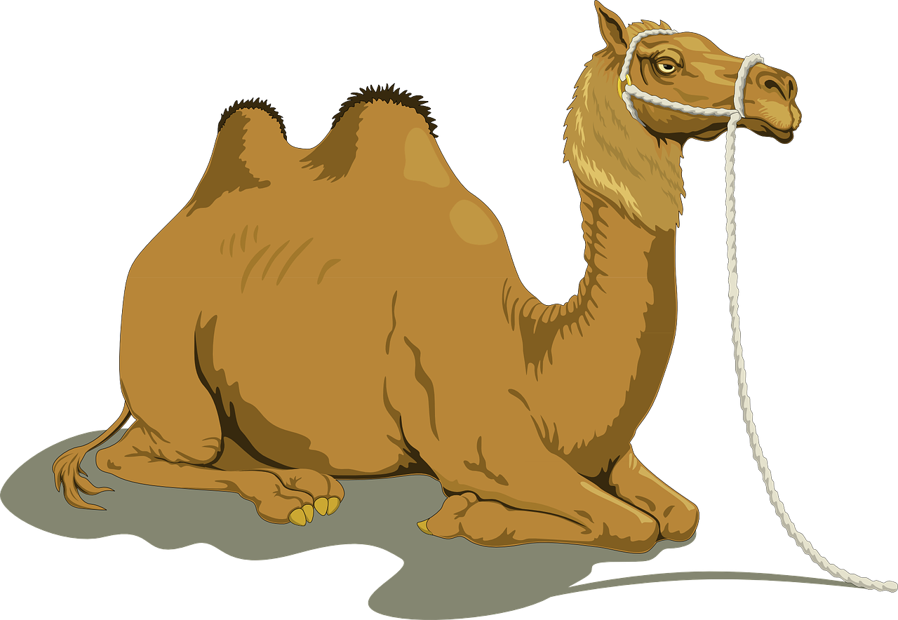 Camel Sitting Clipart PNG
