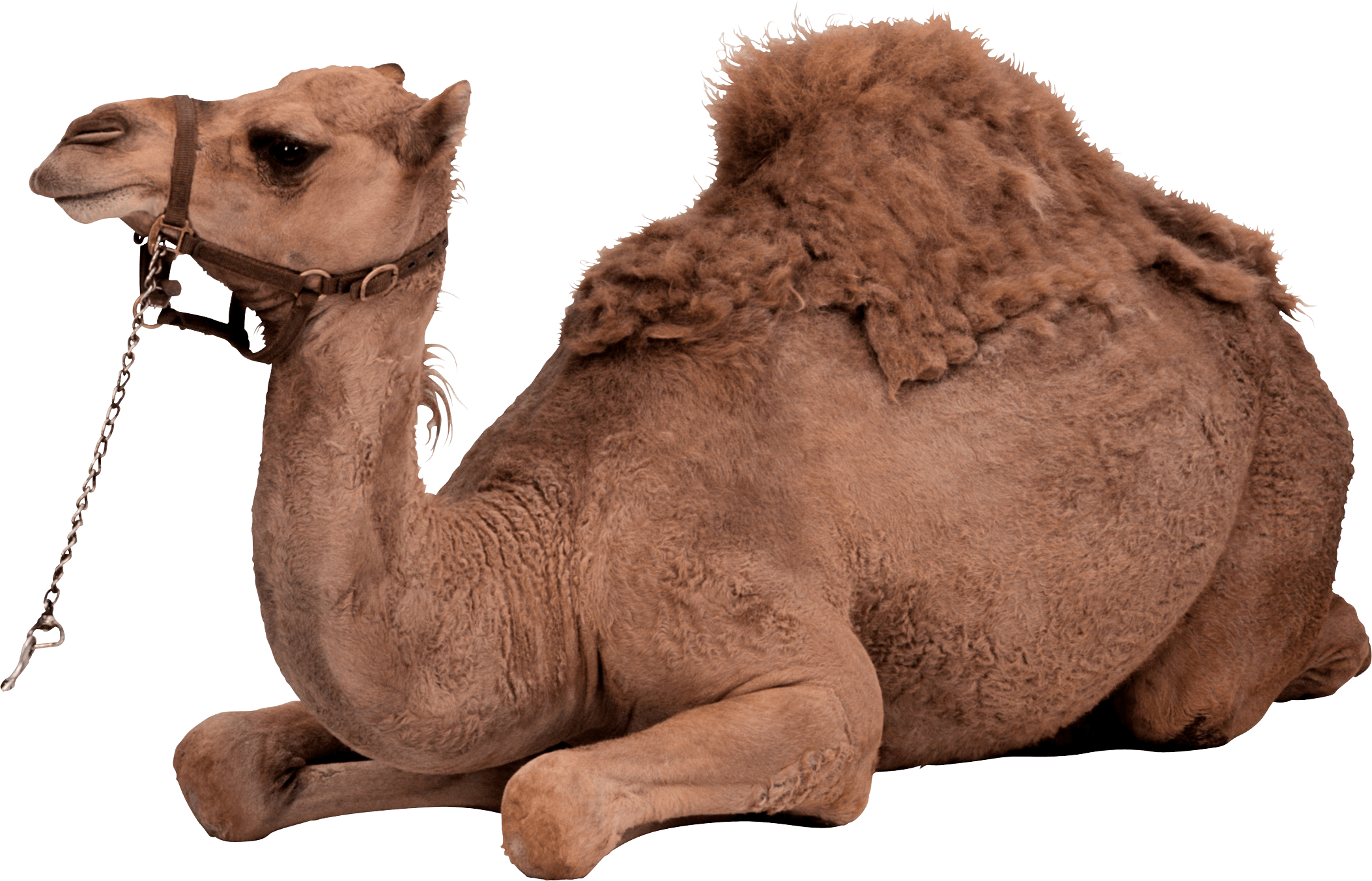 Camel Sitting PNG