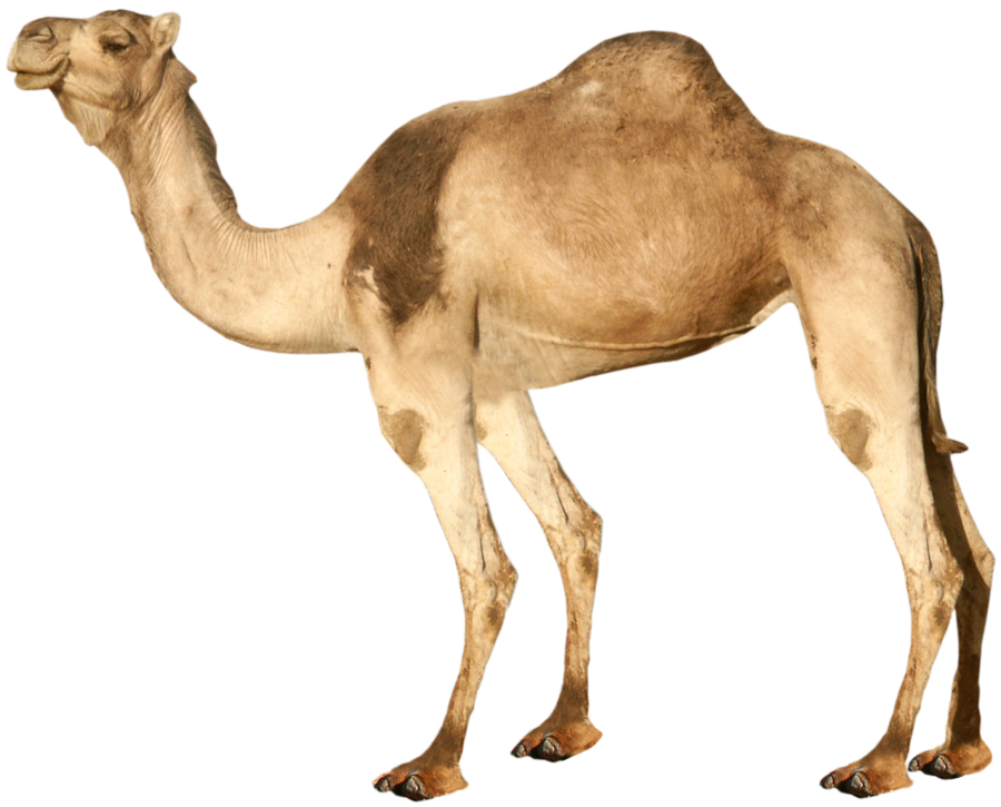 Camel Standing PNG