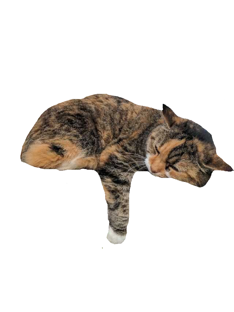 Cat Hand PNG