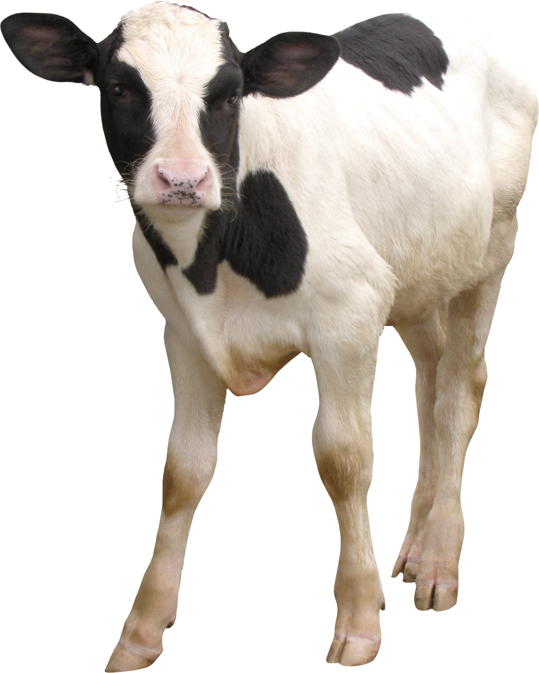 Cattle Cow PNG
