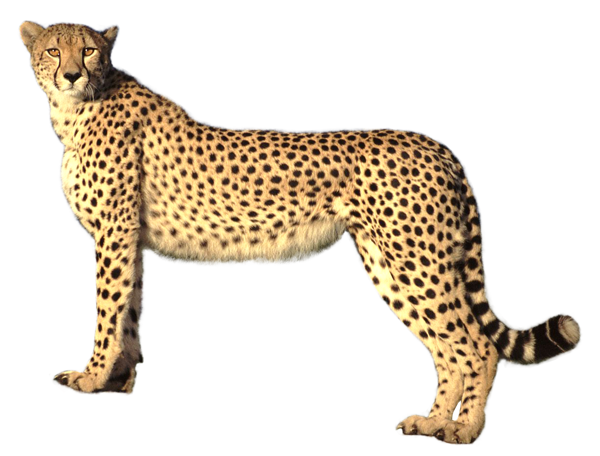 Cheetah animal PNG