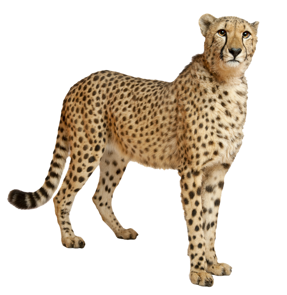 Cheetah animal debout PNG