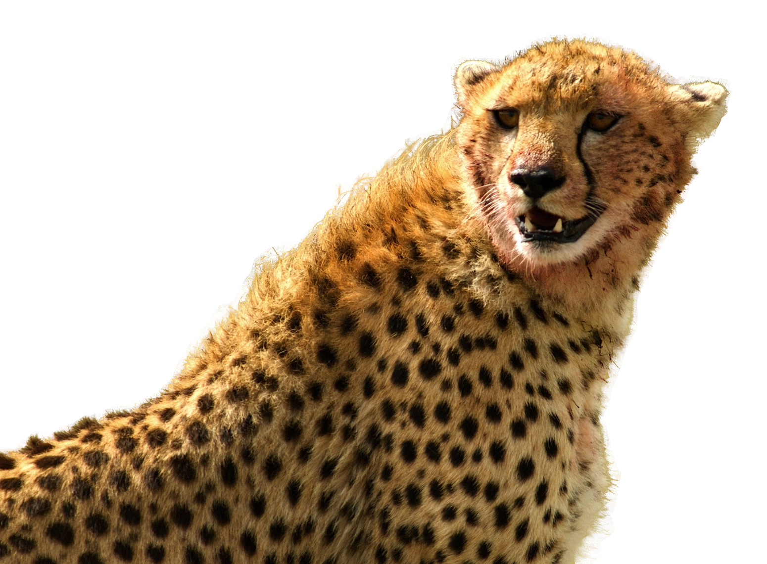 Cheetah Face PNG