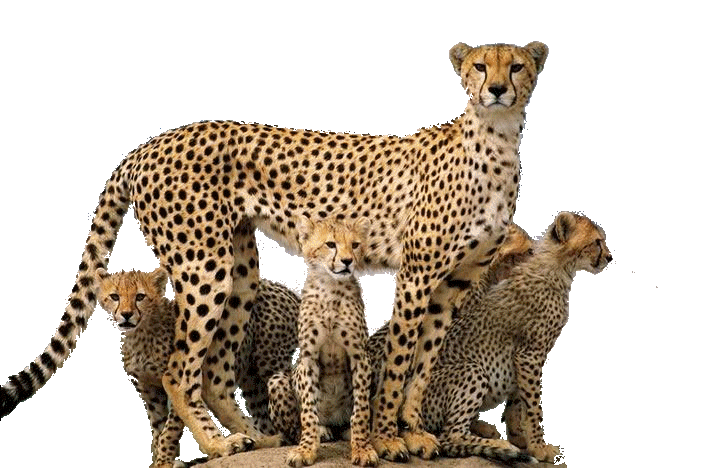 Cheetah Family PNG