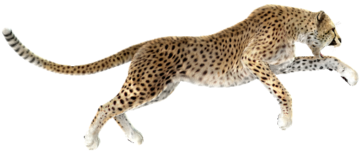 Cheetah Jump PNG