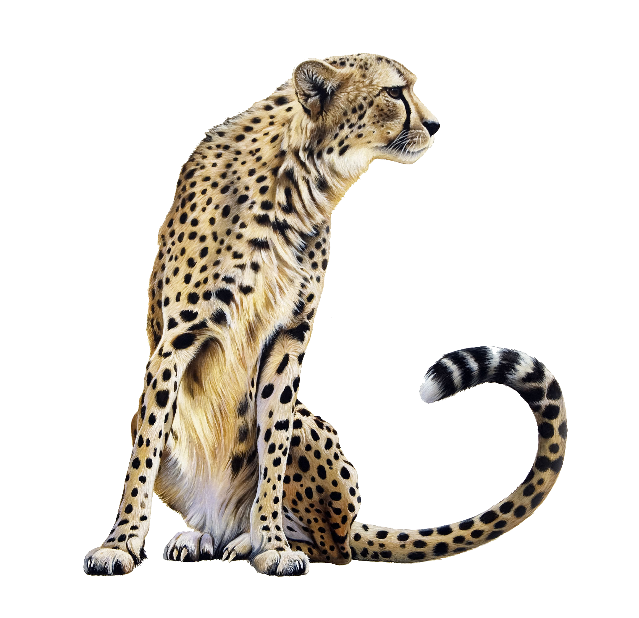 Cheetah Mammal PNG