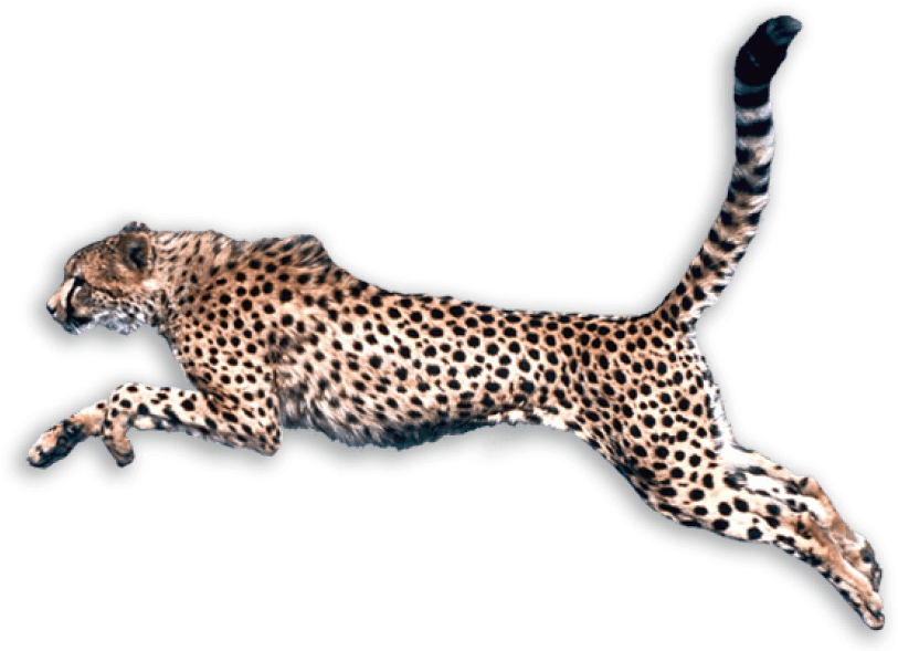 Cheetah Running Fast PNG