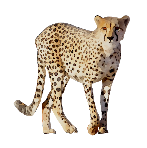Cheetah Scary PNG
