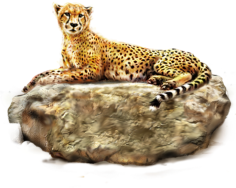 Cheetah Sitting Stone PNG