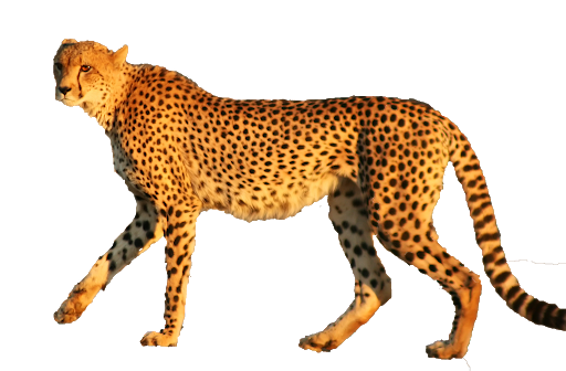 Cheetah Standing Animal PNG