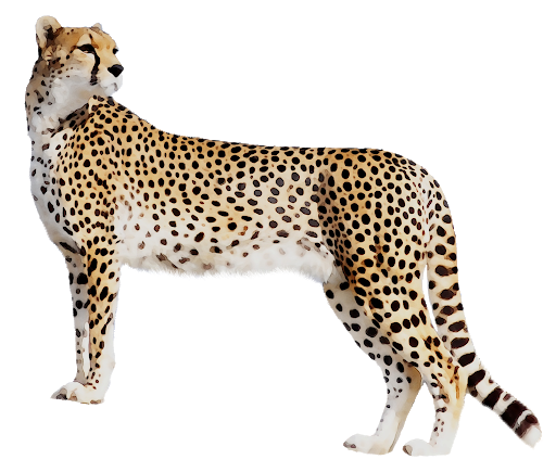 Cheetah Staring Retour PNG