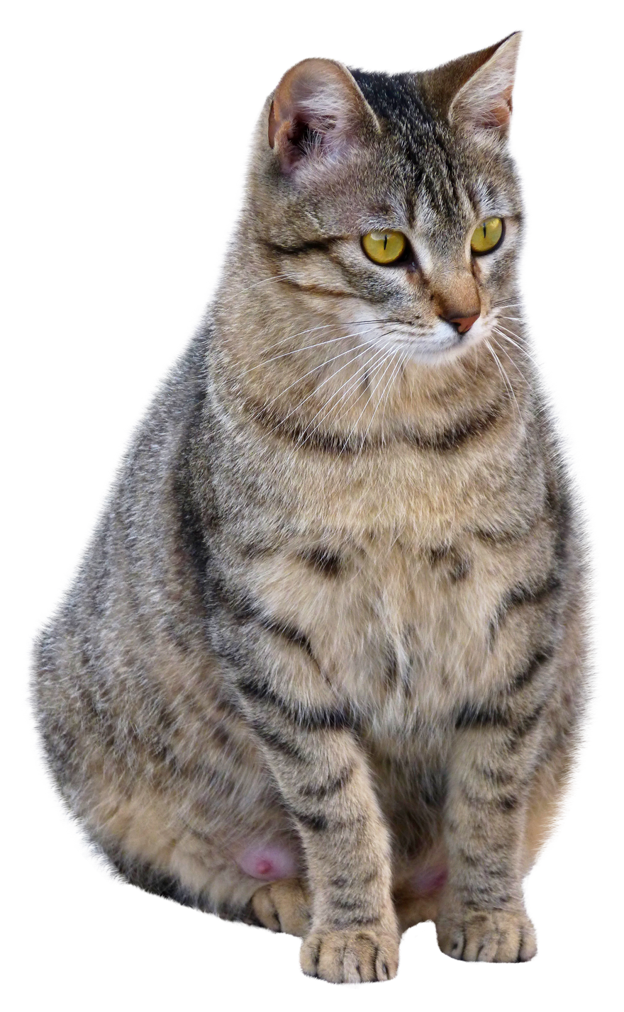 Chubby Cat PNG