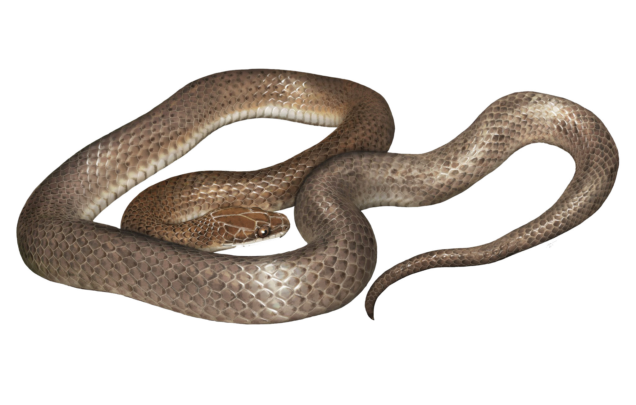 Cobra Brown PNG