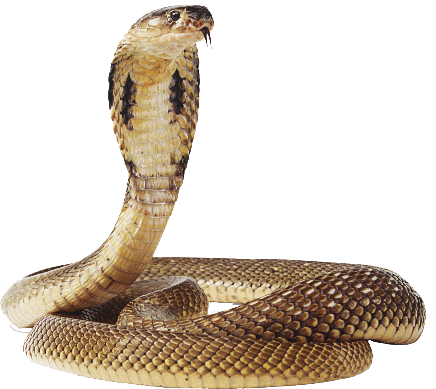 Cobra Brown Snake PNG