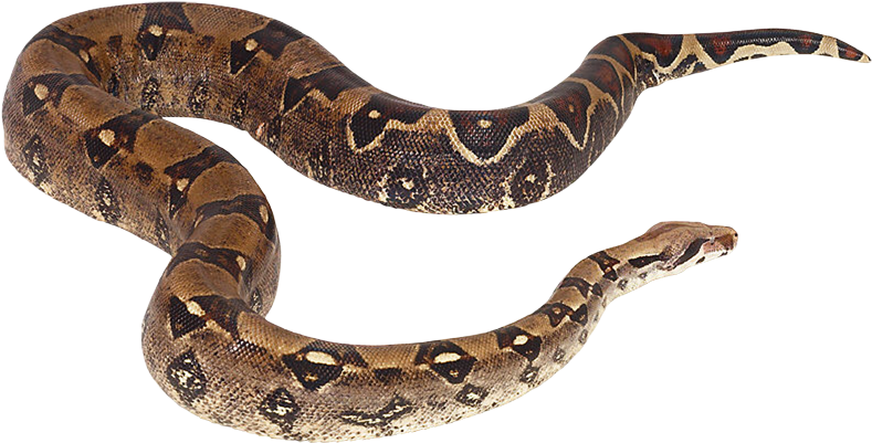Cobra Reptile PNG