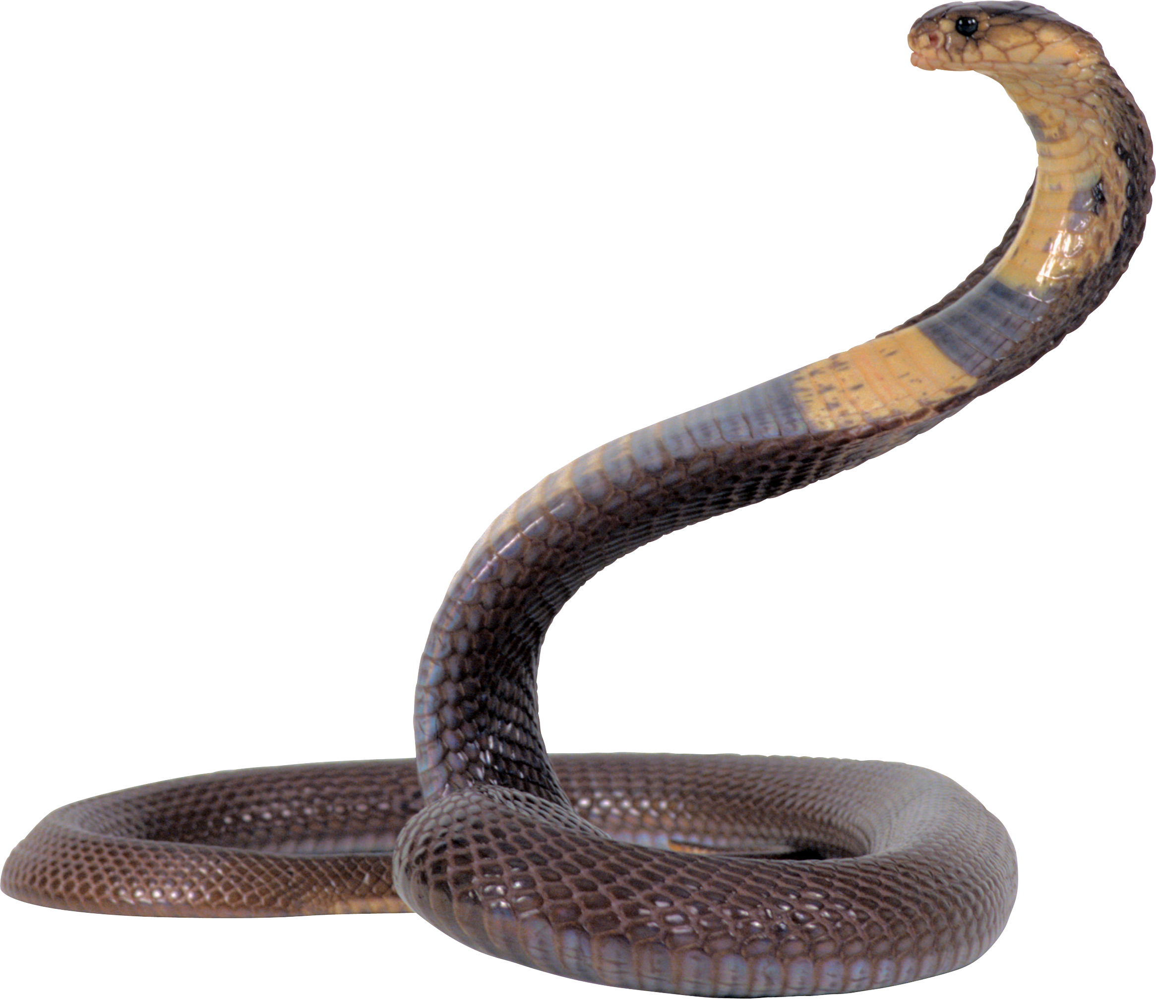 Cobra Snake PNG