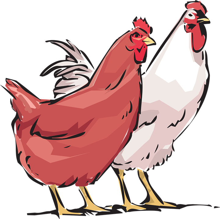 Cock Hen Clipart PNG