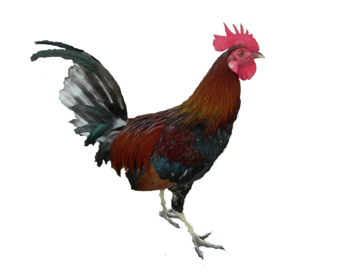 Cock Standing PNG