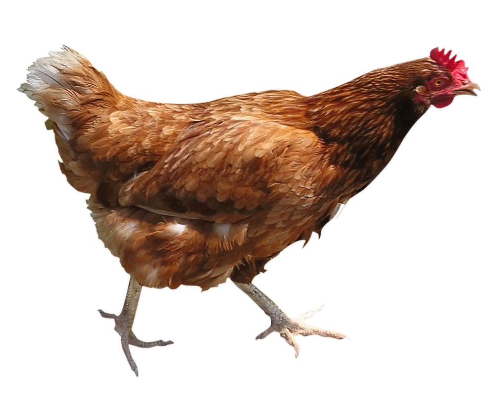 Cock Walking PNG